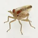 Kelisia pectinata - photo 2