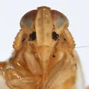 Kelisia pectinata - photo 3