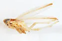Kelisia pectinata - photo 4
