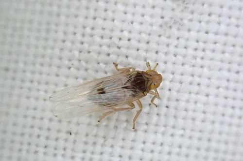 Kelisia punctulum - photo 2