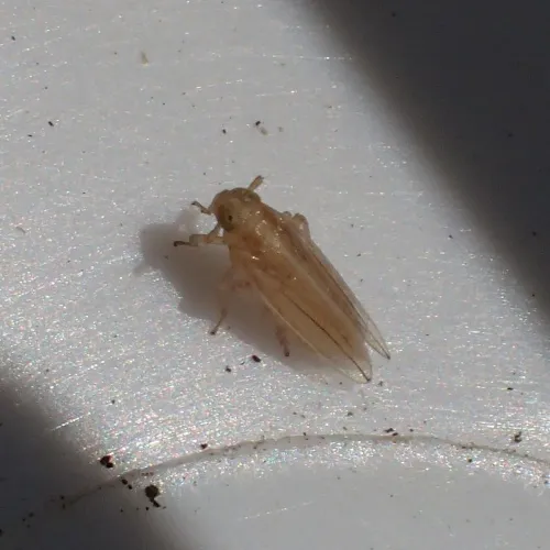 Kelisia punctulum - photo 3