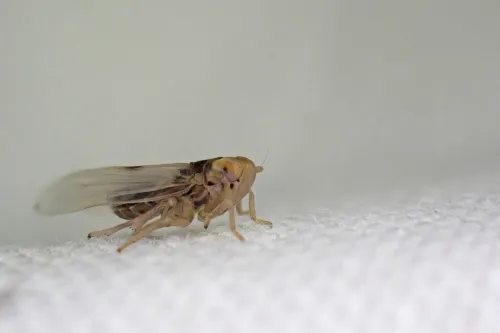 Kelisia punctulum - photo 5
