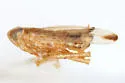 Kelisia retrorsa