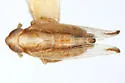 Kelisia retrorsa - photo 2
