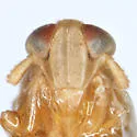 Kelisia retrorsa - photo 3