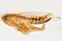 Kelisia retrorsa - photo 4
