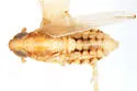 Kelisia retrorsa - photo 5