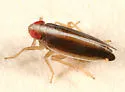 Kelisia spinosa - photo 2