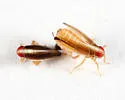 Kelisia spinosa - photo 3