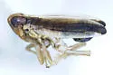 Kelisia spinosa - photo 4