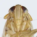 Kelisia torquata - photo 3