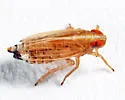 Kelisia vesiculata