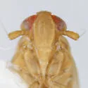 Kelisia vesiculata - photo 4