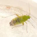 Keltonia tuckeri - photo 2