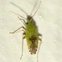 Keltonia tuckeri - photo 3