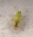 Keltonia tuckeri - photo 4