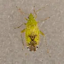 Keltonia tuckeri - photo 5