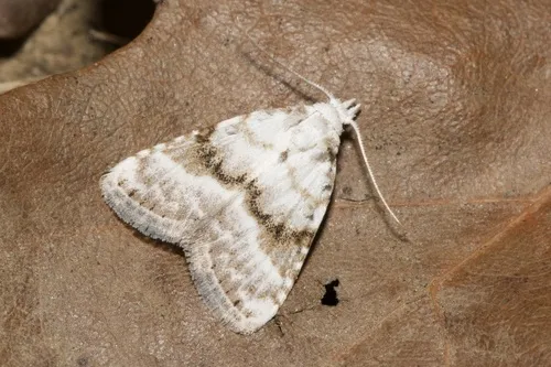 Kent Black Arches