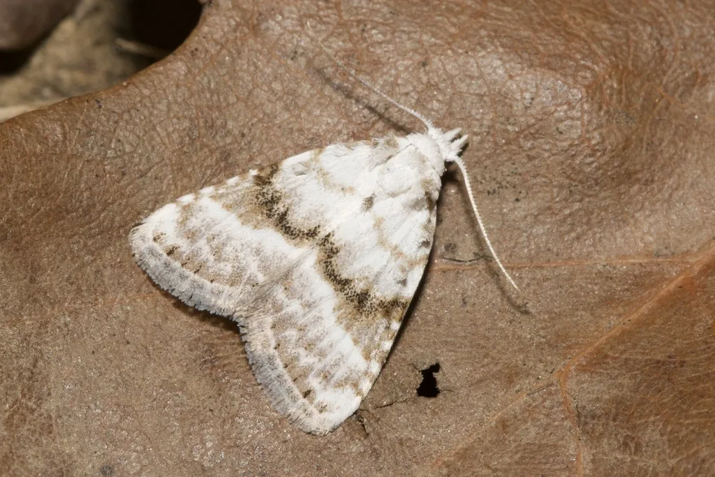 Kent Black Arches - photo 2