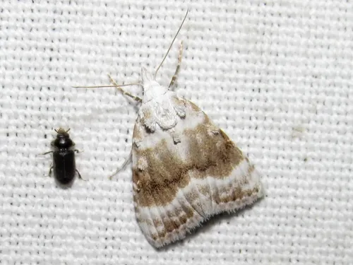 Kent Black Arches - photo 3