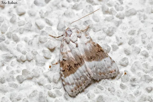 Kent Black Arches - photo 4