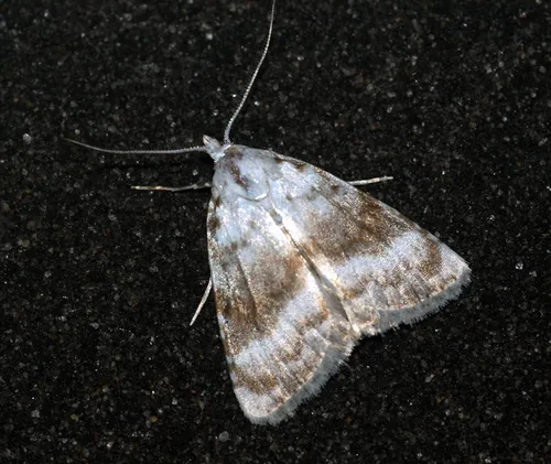 Kent Black Arches - photo 5