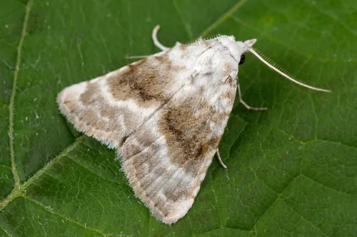 Kent Black Arches - photo 6