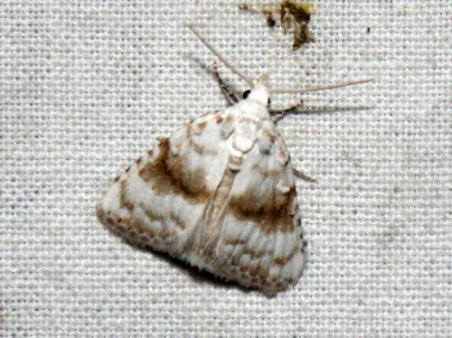 Kent Black Arches - photo 7