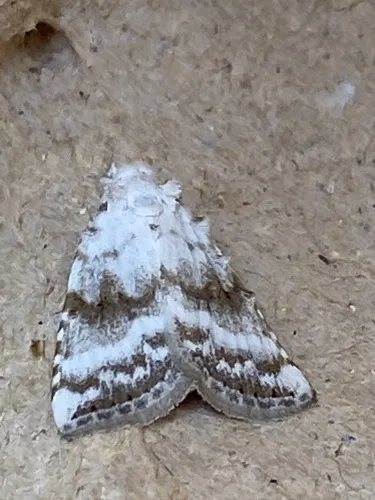 Kent Black Arches - photo 8