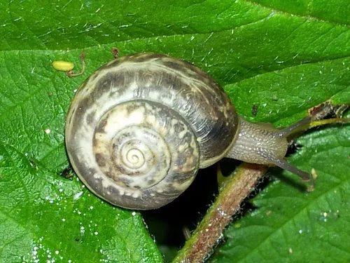Kentish Snail