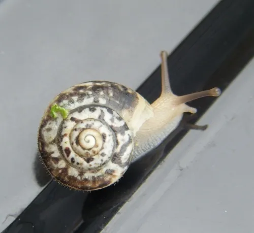 Kentish Snail - photo 2