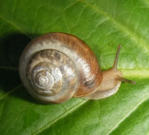Kentish Snail - photo 3