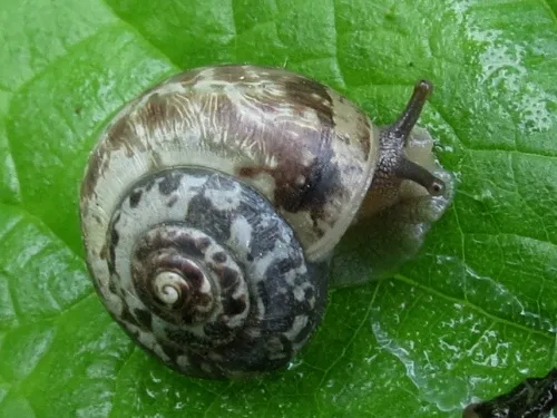 Kentish Snail - photo 4