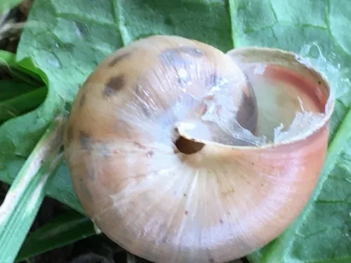 Kentish Snail - photo 5