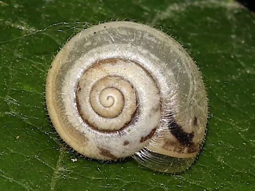 Kentish Snail - photo 6