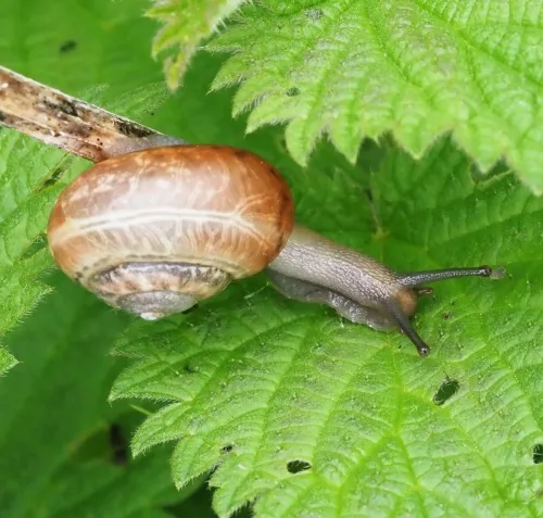 Kentish Snail - photo 7