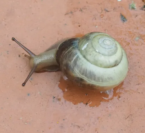 Kentish Snail - photo 8