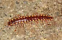 Kepolydesmus anderisus