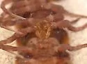 Kepolydesmus anderisus - photo 3
