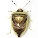 Kermana imbuta - Kermana imbuta
