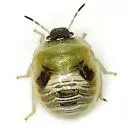 Kermana imbuta - photo 2