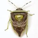 Kermana imbuta - photo 4