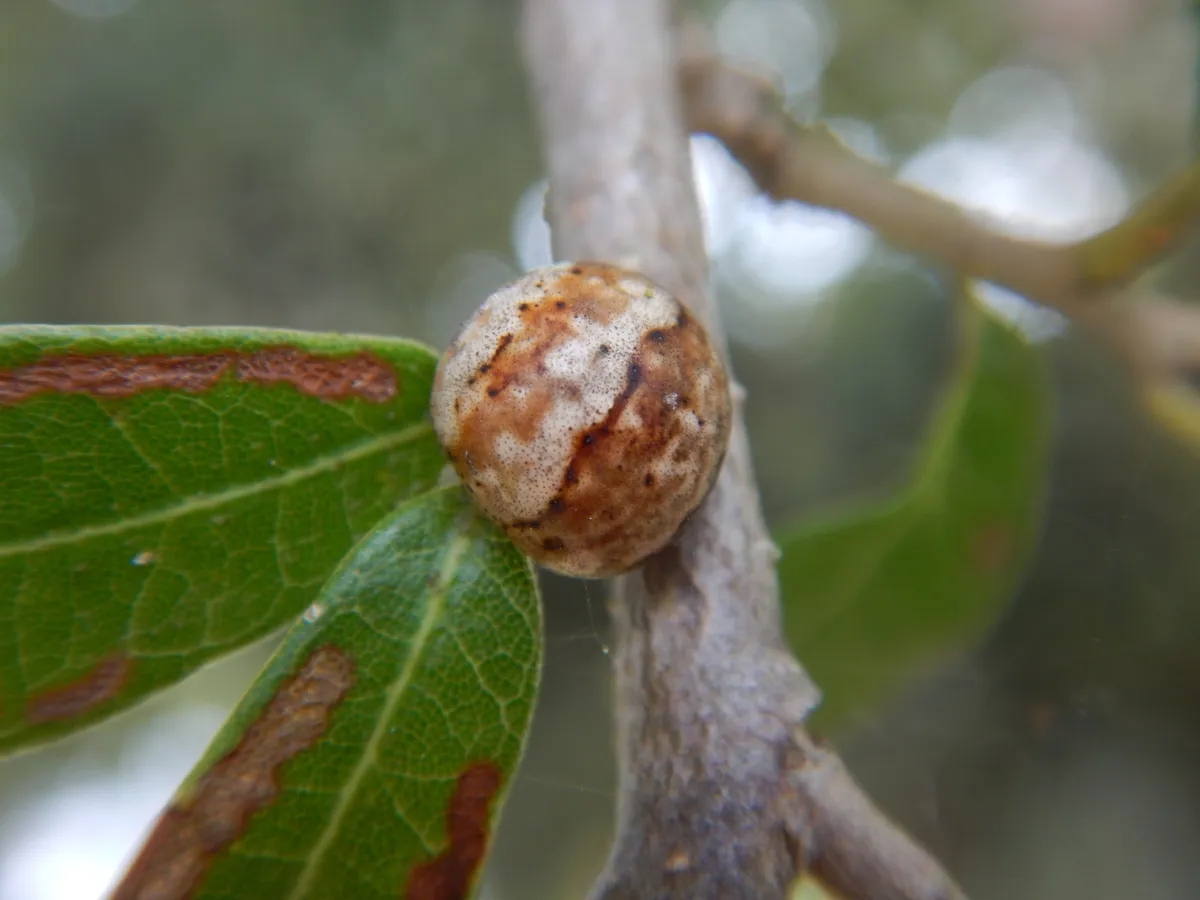 Gall-like Scale Insects - photo 2