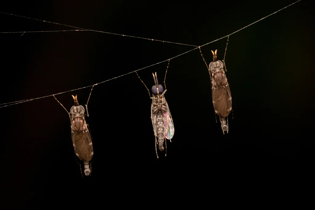 Predatory Fungus Gnats - Keroplatidae