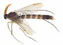 Keroplatus militaris