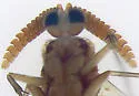 Keroplatus militaris - photo 2
