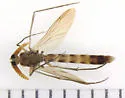 Keroplatus militaris - photo 3