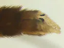 Keroplatus militaris - photo 4