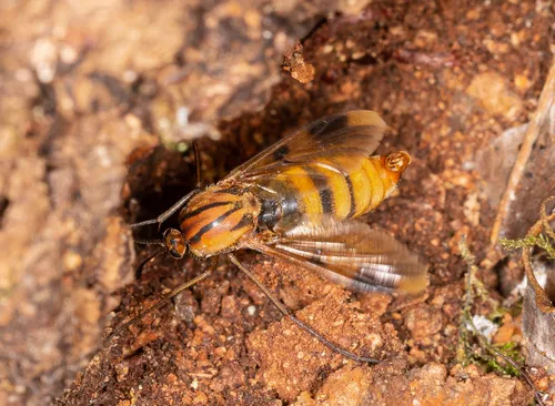 Keroplatus tipuloides