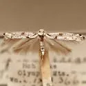 Kessleria parnassiae - Hodges#2429
